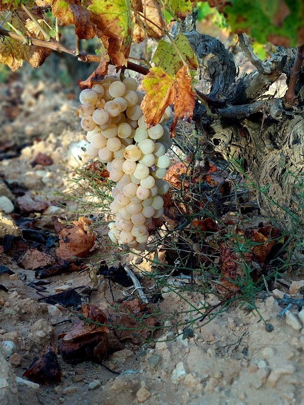The Tardana, <em>a Valencian grape variety</em>