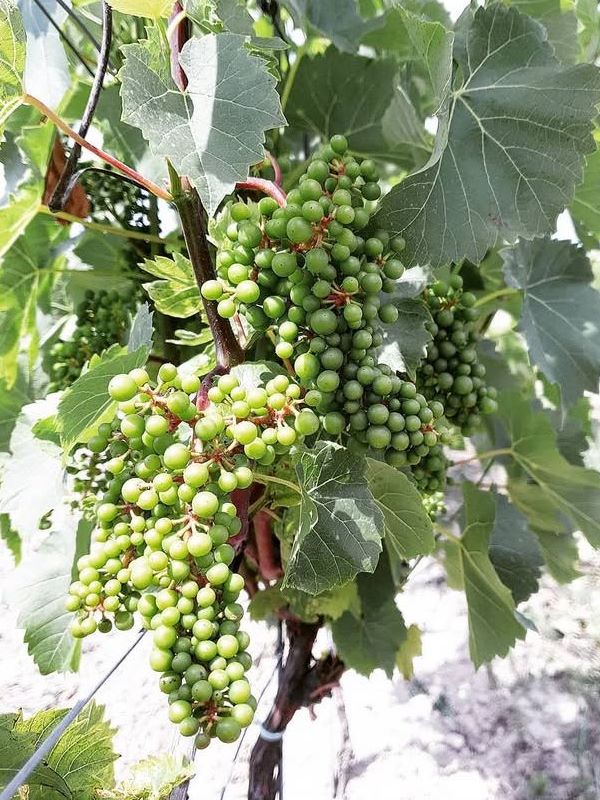 Hybrid grape varieties <em>at the service of natural wine</em>
