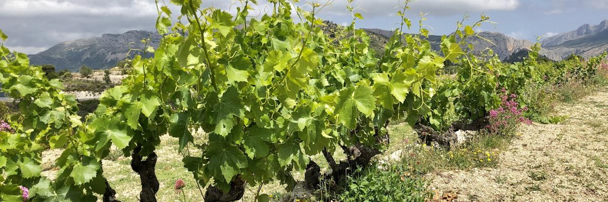 Environmentally friendly vineyards